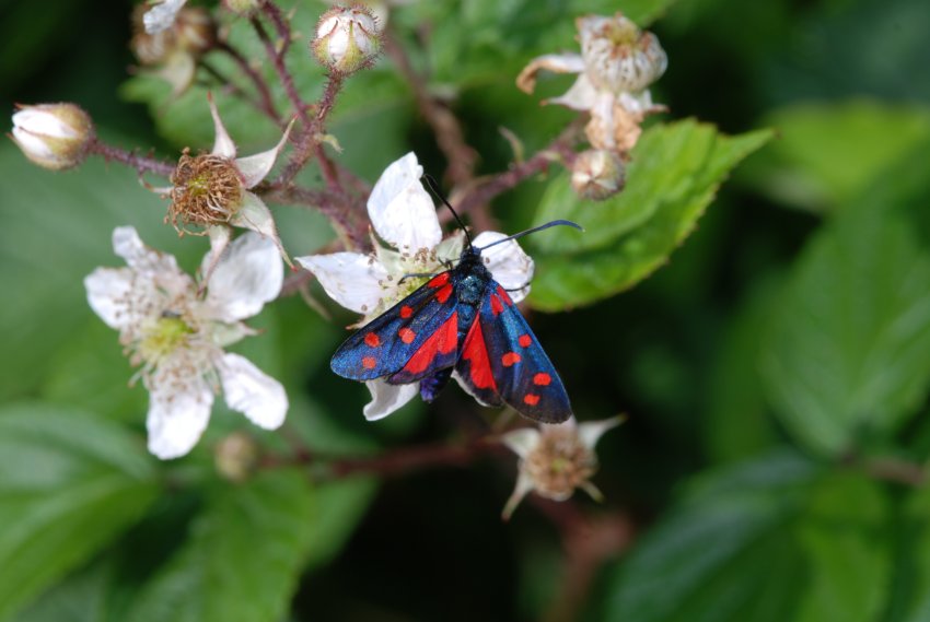 Prime schiusure di Zigene: Zygaena filipendulae